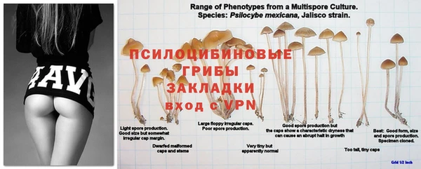 прущие крисы Лабытнанги